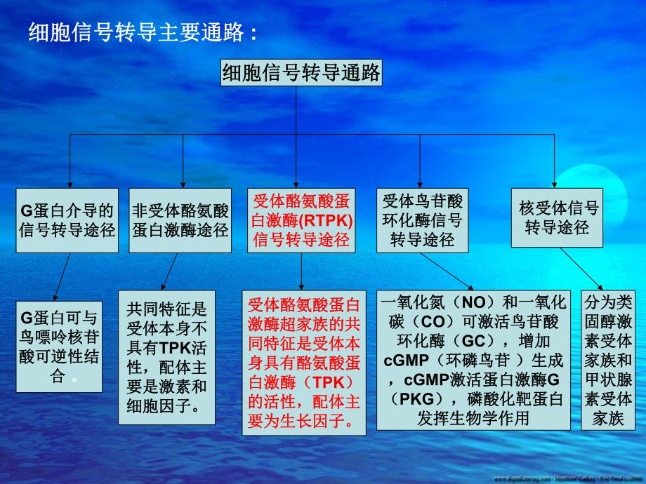 p38MAPK信号转导通路与肿瘤细胞.ppt.ppt_第2页