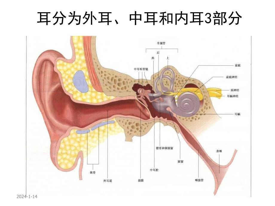 4耳解剖生理.ppt_第3页