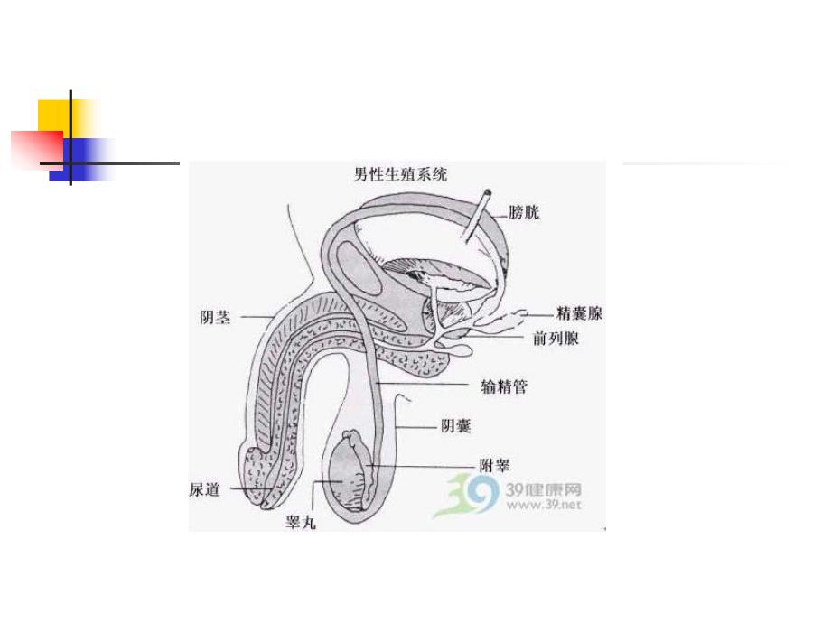 前列腺增生病人的护理.ppt_第3页