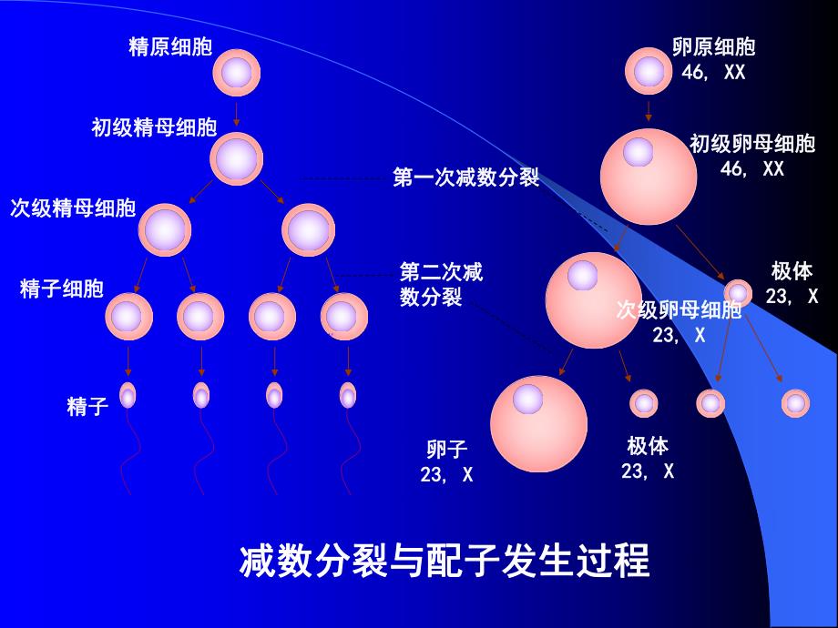 人体胚胎学总论.ppt.ppt_第3页