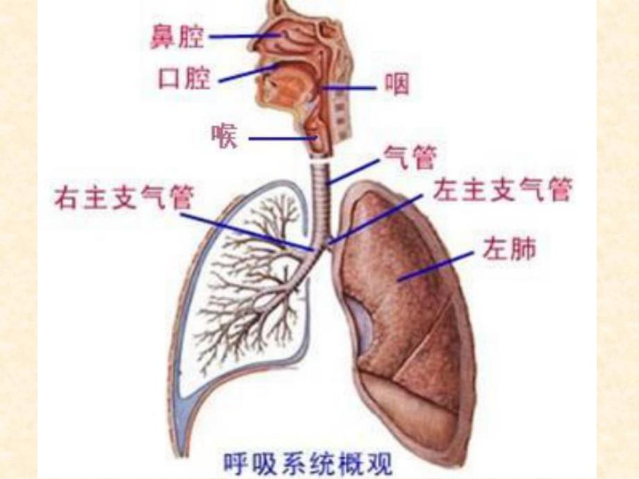 内科常见疾病知识讲座 内科健康讲座.ppt_第2页