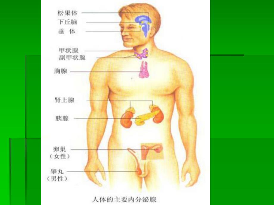 内分泌及代谢疾病常见症状与体征PPT演示文稿.ppt_第3页