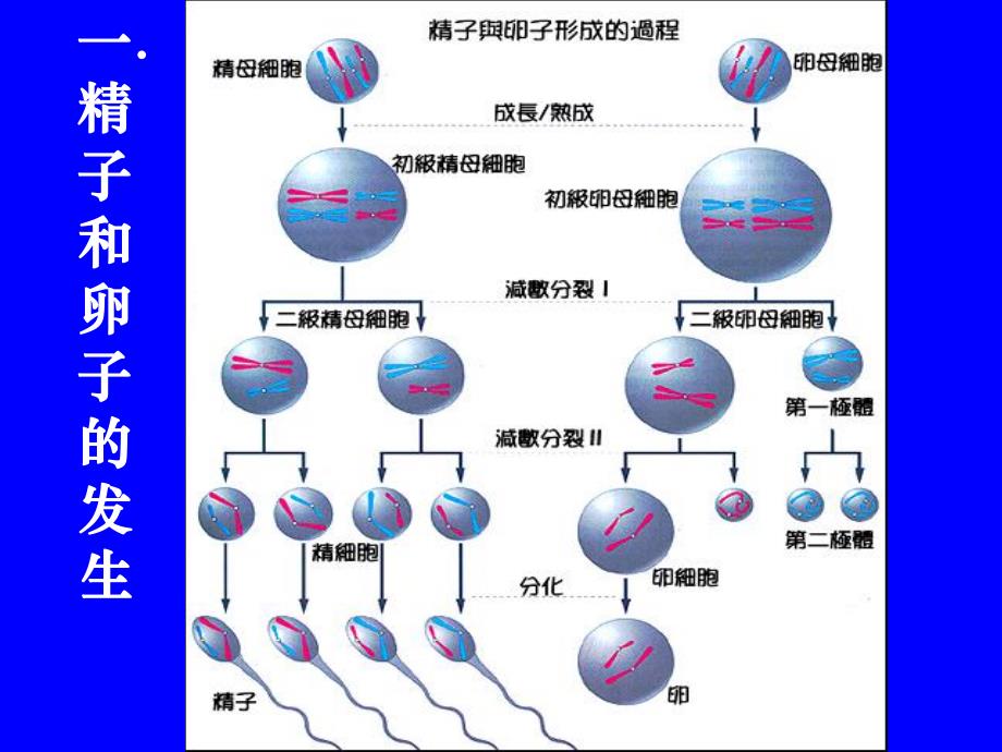 动物的胚胎发育和胚胎工程.ppt_第2页