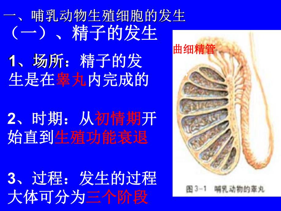 动物的胚胎发育和胚胎工程.ppt_第3页