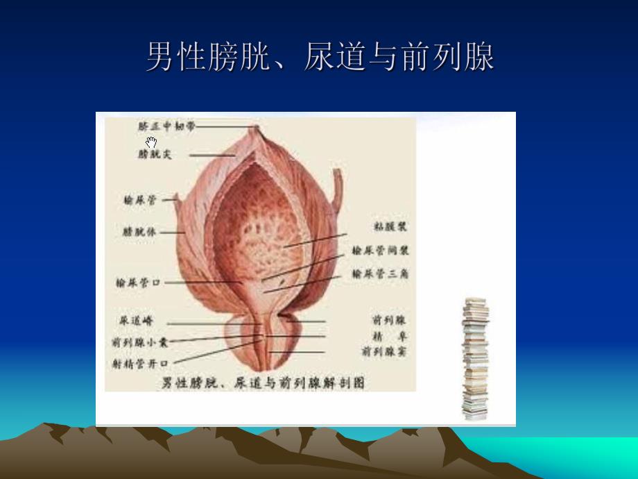 医院泌尿肛肠外科培训资料 膀胱肿瘤培训资料PPT演示文稿.ppt_第3页