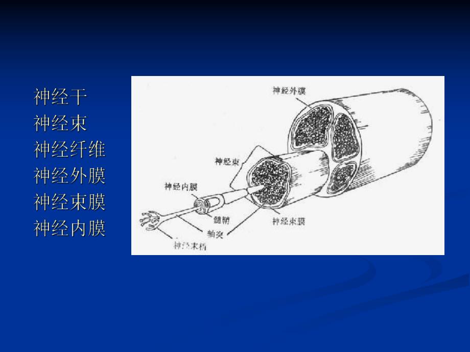 医院周围神经病讲稿PPT.ppt_第3页