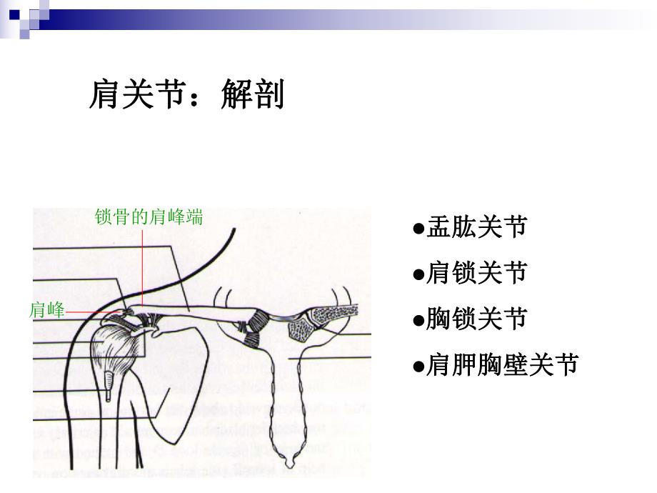 五大关节松动术.ppt.ppt_第2页