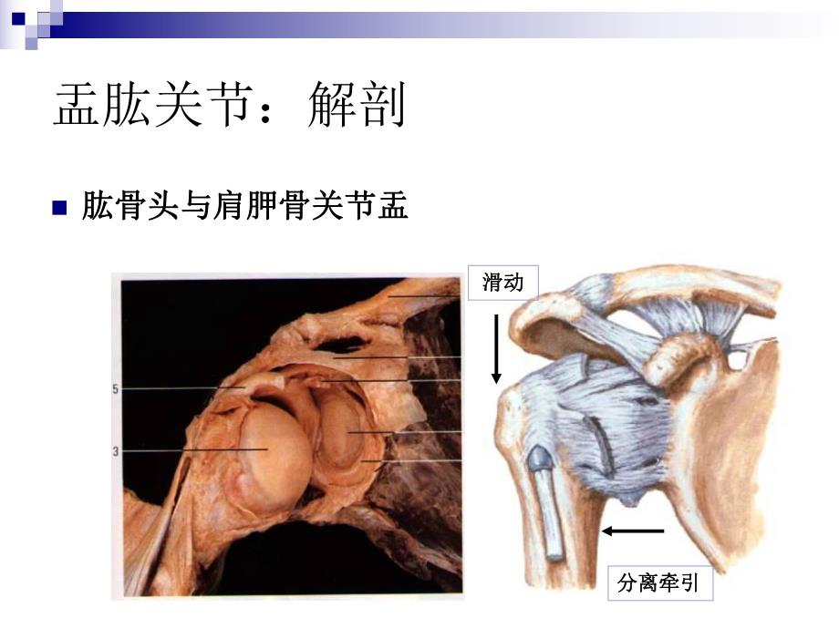 五大关节松动术.ppt.ppt_第3页