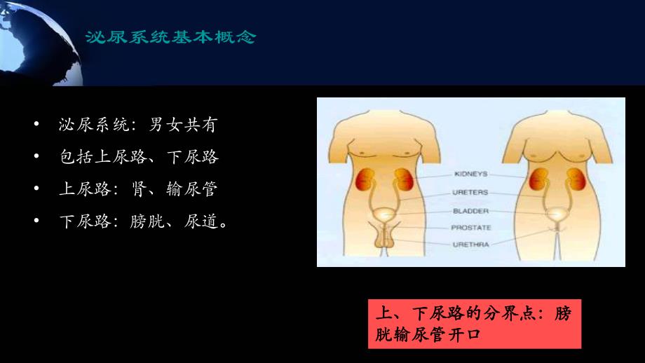 单纯性尿路感染.ppt_第2页