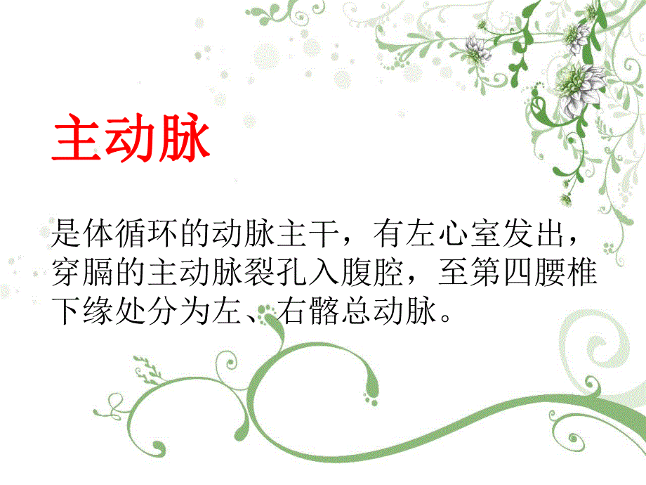 主动脉的解剖.ppt_第3页