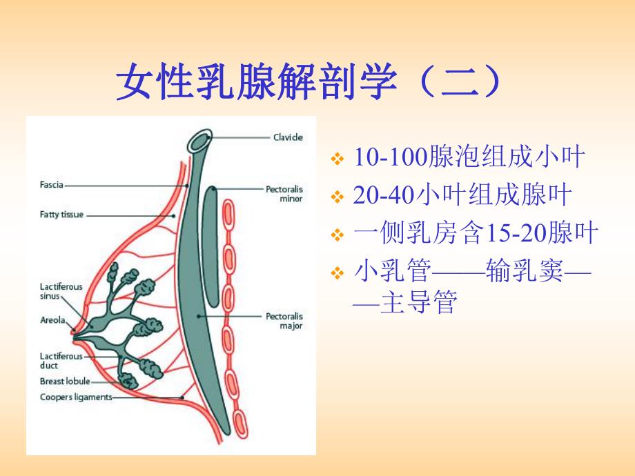 乳腺疾病的诊断与治疗.ppt_第3页