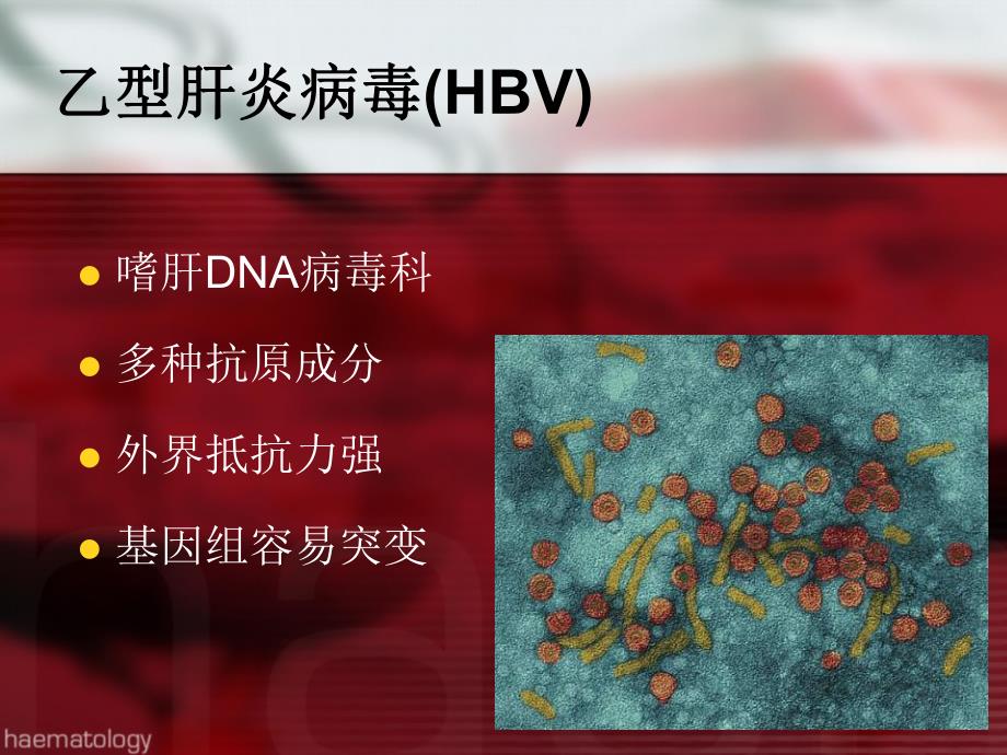 乙肝免疫预防培训.ppt_第3页