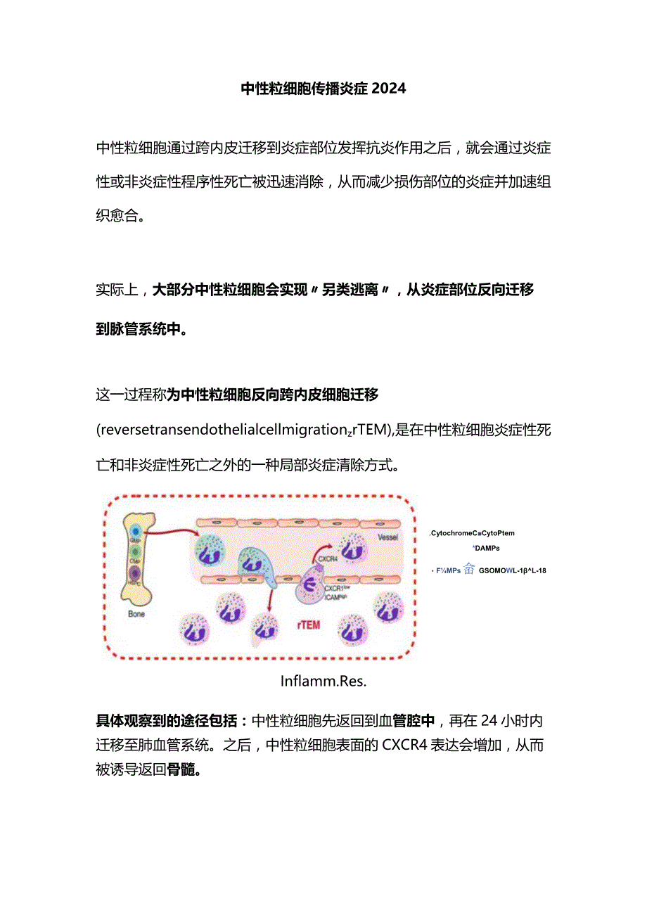 中性粒细胞传播炎症2024.docx_第1页