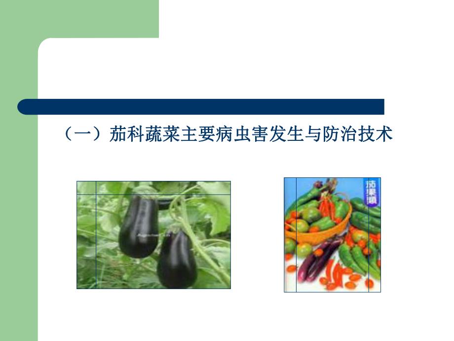 主要蔬菜类病虫草害发生与防治技术.ppt_第2页