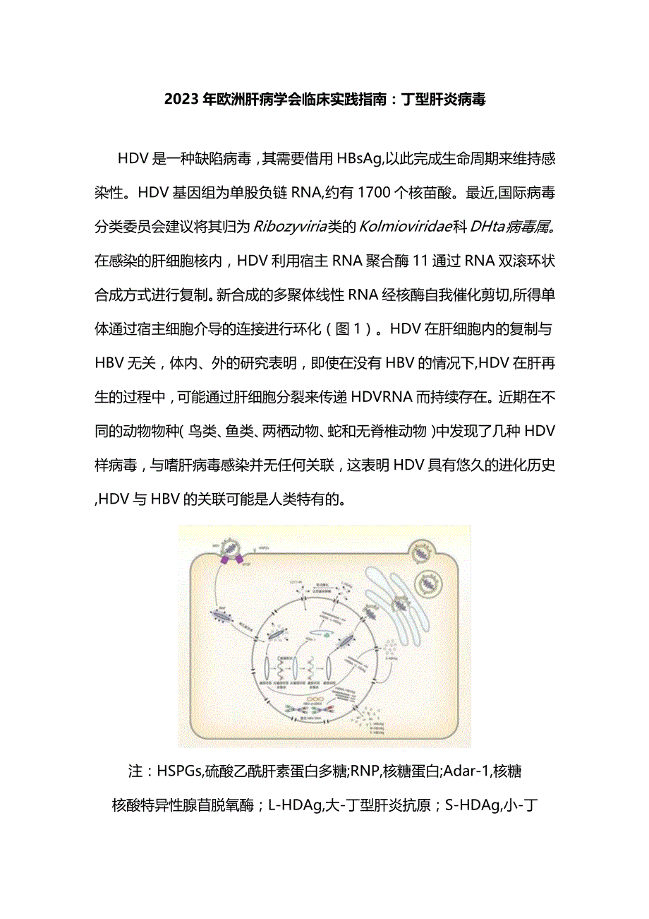 2023年欧洲肝病学会临床实践指南：丁型肝炎病毒.docx_第1页