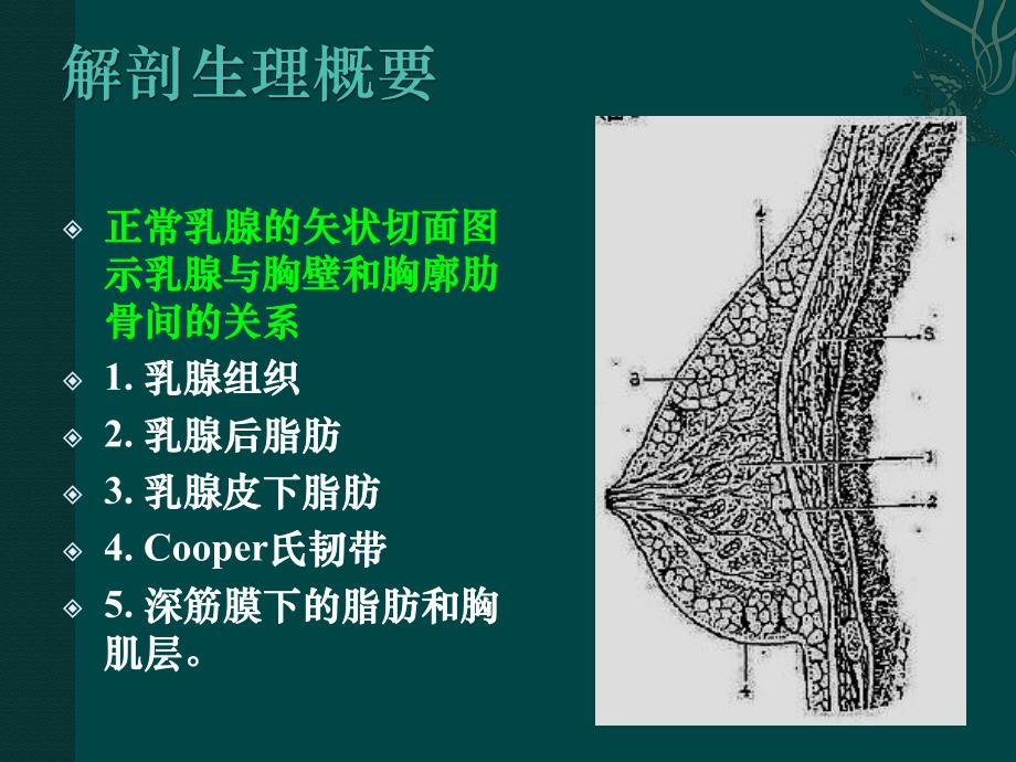 乳房疾病.ppt_第2页