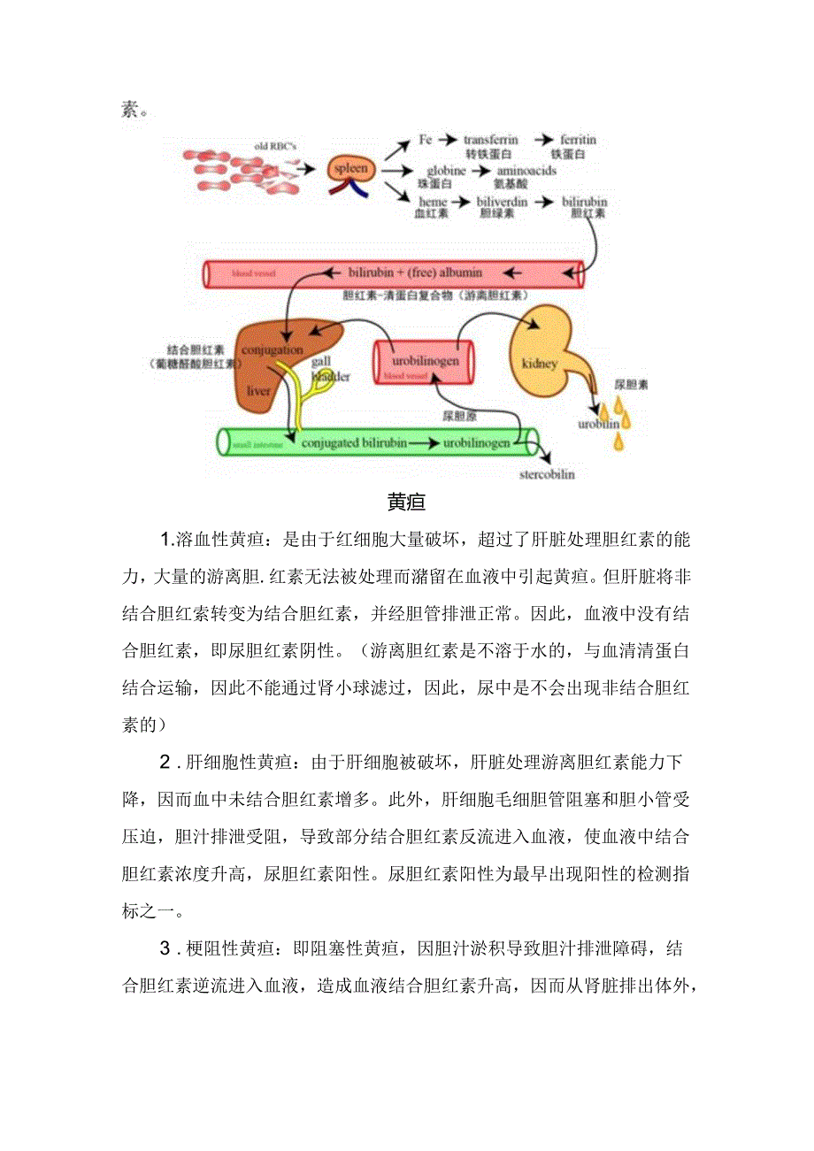 临床检验胆红素代谢及黄疸类型知识点.docx_第2页