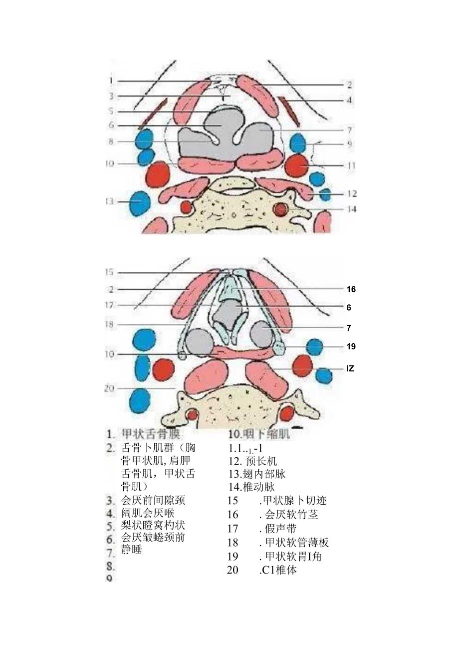 临床喉部详细解剖及颈部间隙详解.docx_第2页