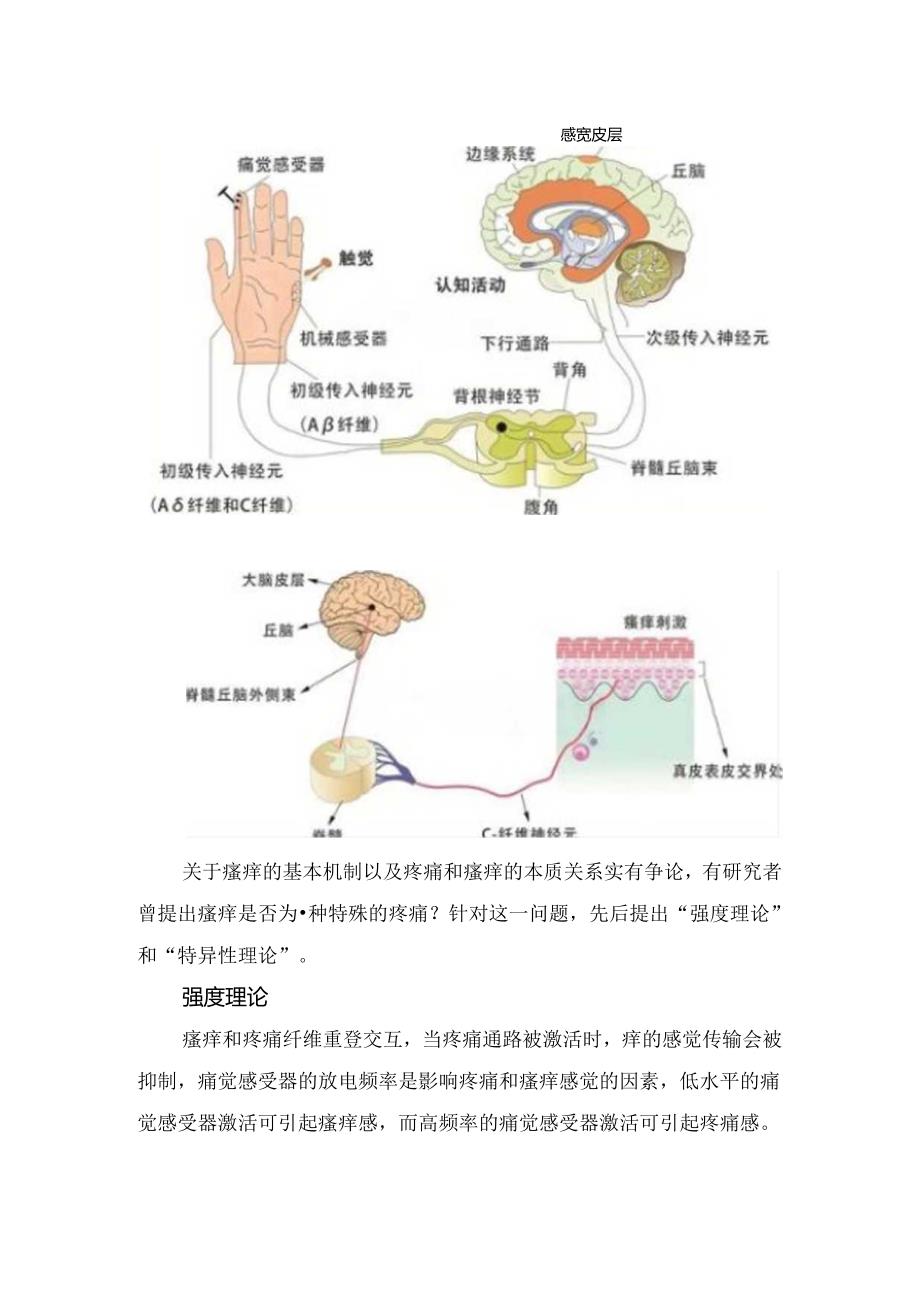 临床瘙痒与疼痛共同机制以及治疗.docx_第2页