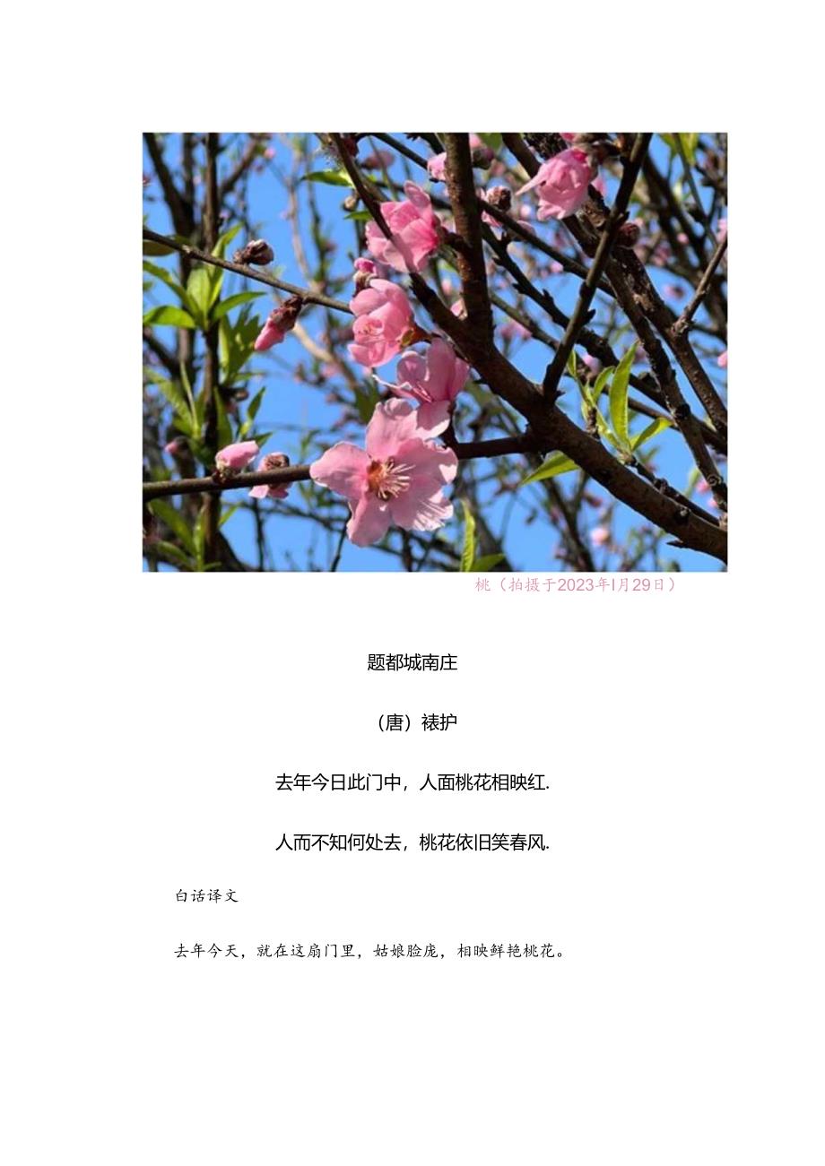 与桃花有关的著名诗词.docx_第3页