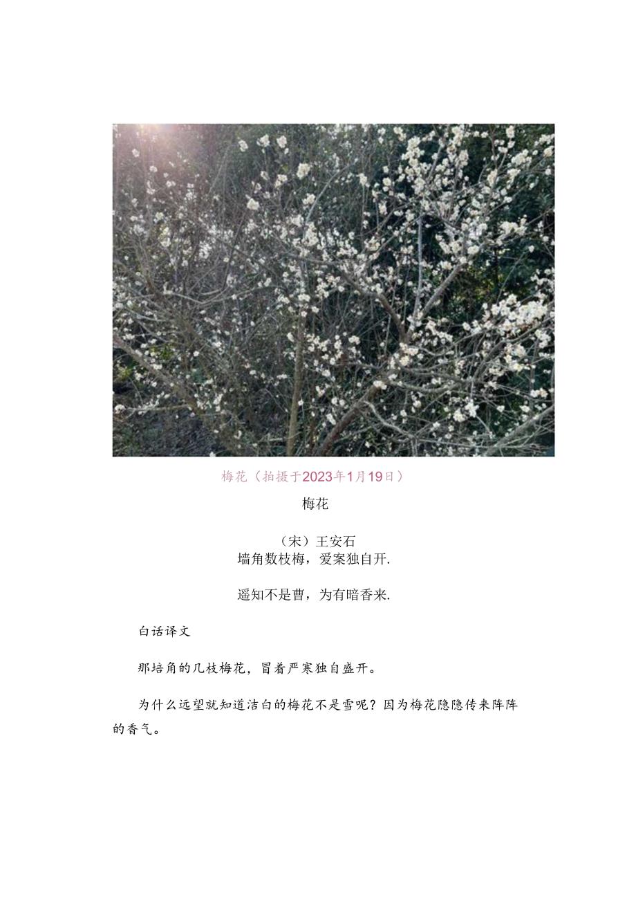 与梅花有关的著名诗词.docx_第2页