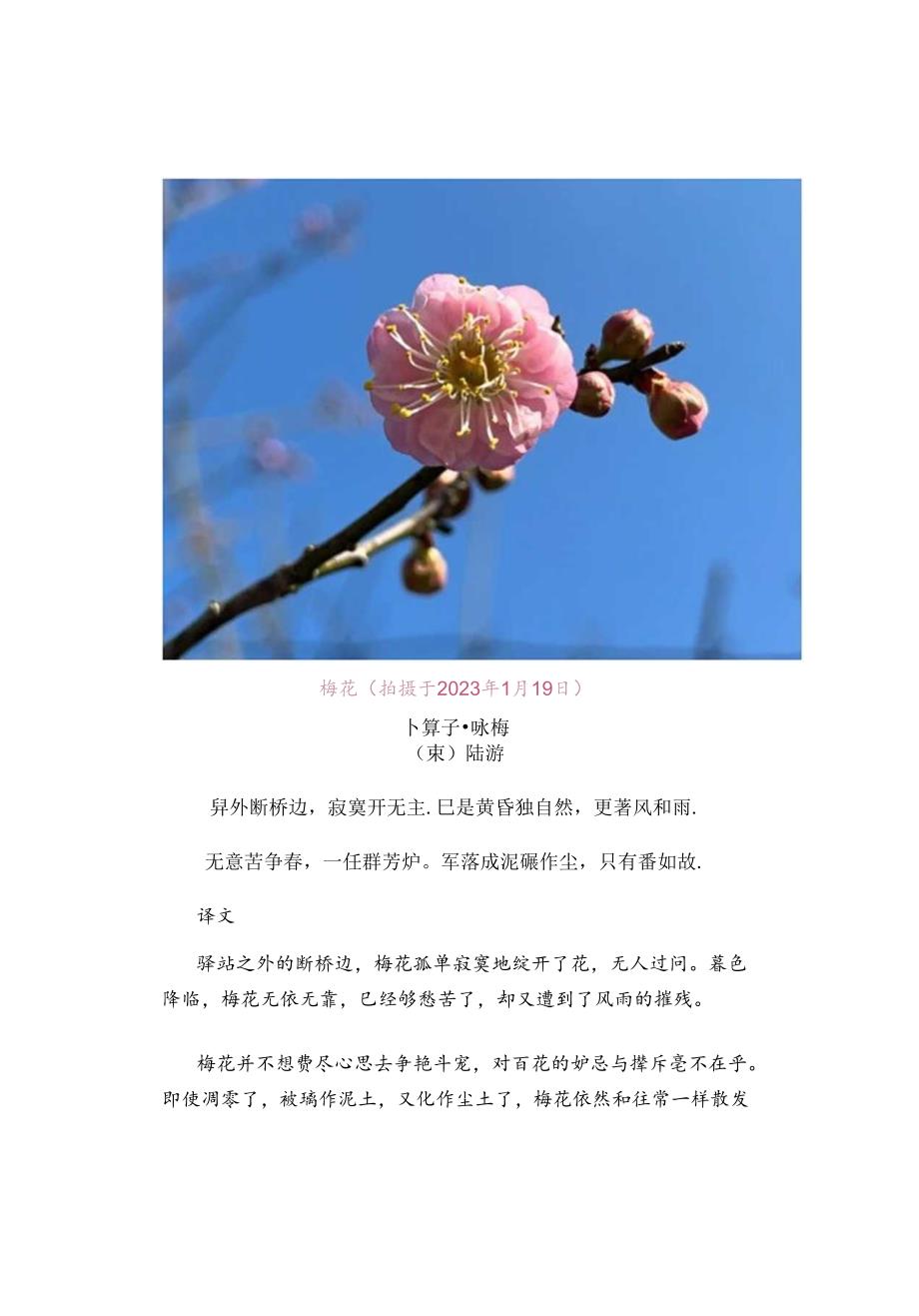 与梅花有关的著名诗词.docx_第3页