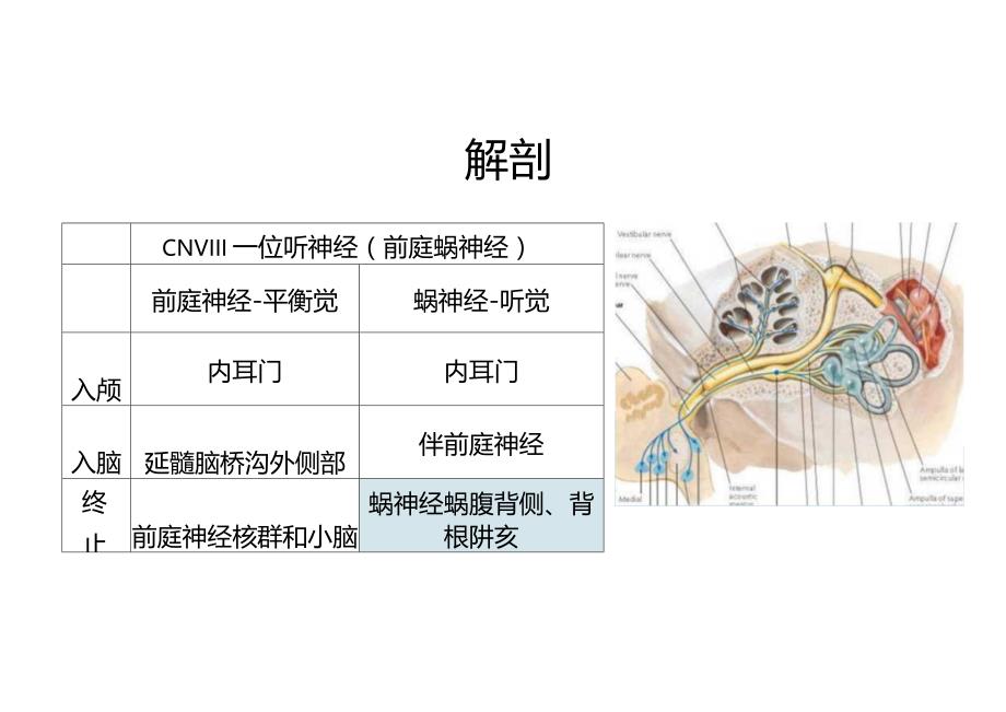 听神经瘤与三叉神经鞘瘤的影像诊断与鉴别诊断.docx_第3页