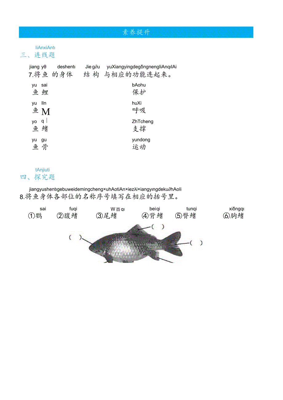 2-5观察鱼（练习）一年级下册科学教科版.docx_第3页