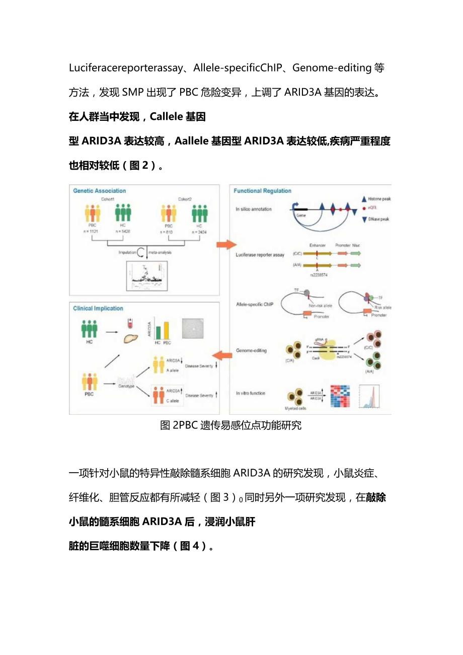 2023原发性胆汁性胆管炎发病机制与诊治进展.docx_第2页