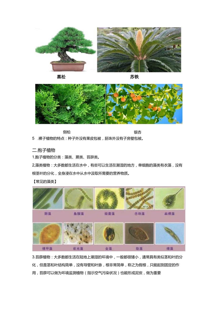 2.5常见的植物（讲义）（解析版）.docx_第3页