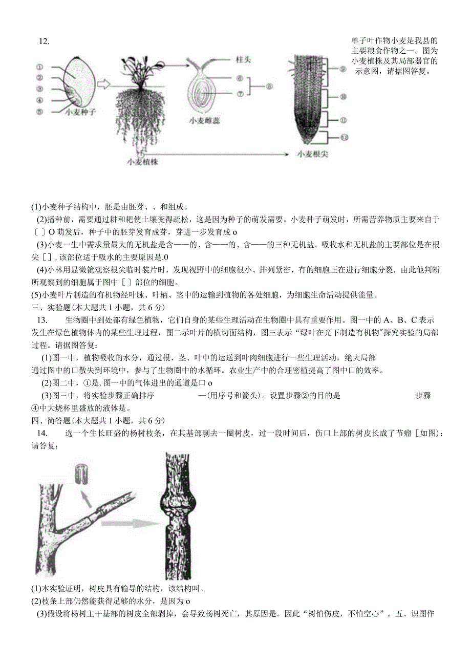 济南版八年级上册《4.1.6芽的类型和发育》测试（含答案）.docx_第2页