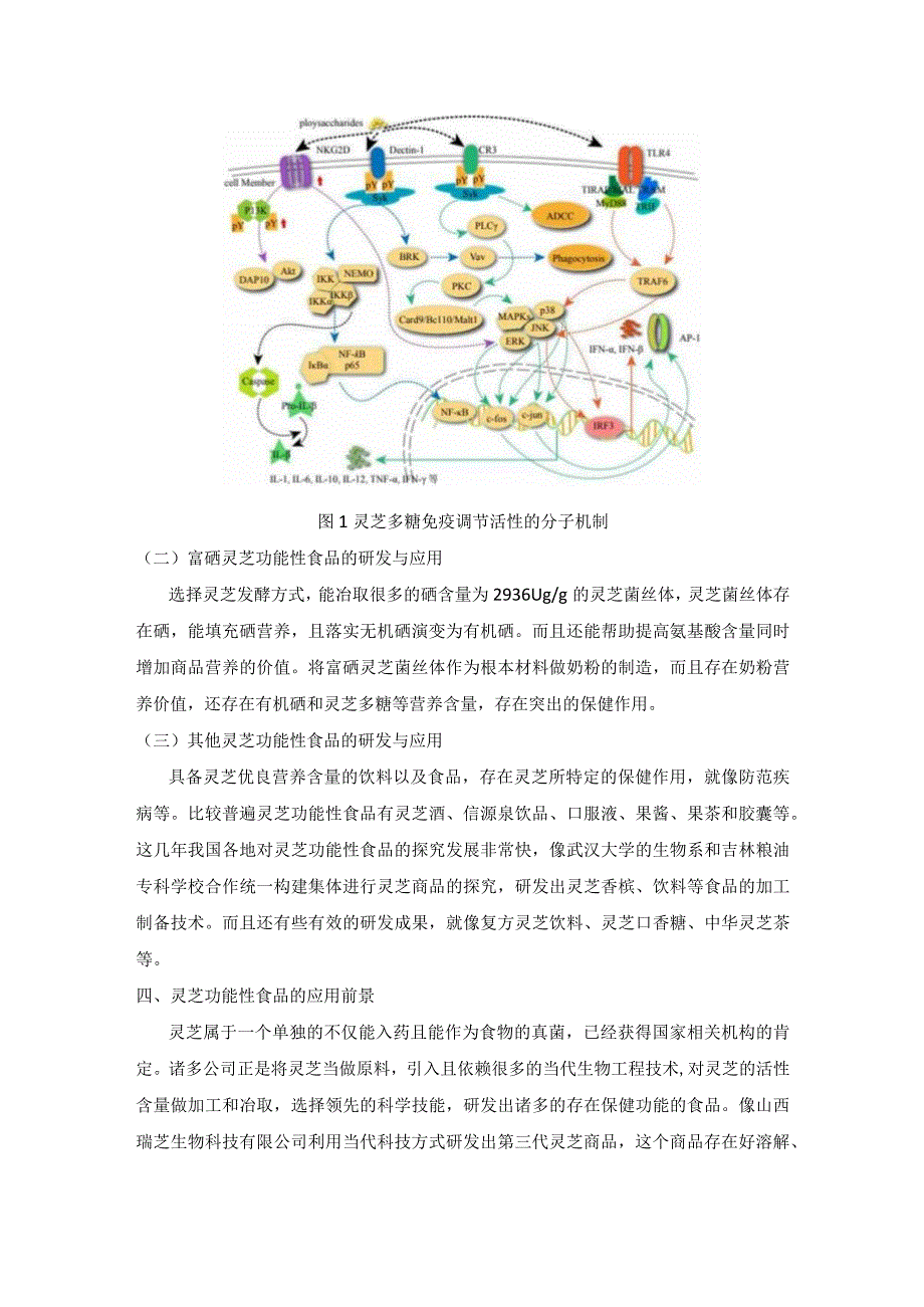 灵芝功能性食品的研发与应用.docx_第2页