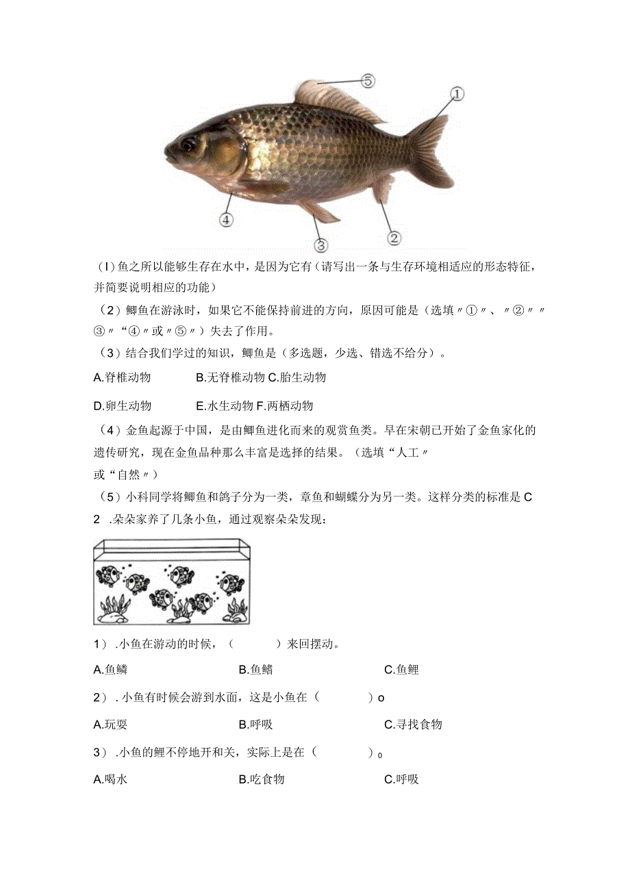 1-2鱼（习题）青岛版科学四年级上册.docx_第3页