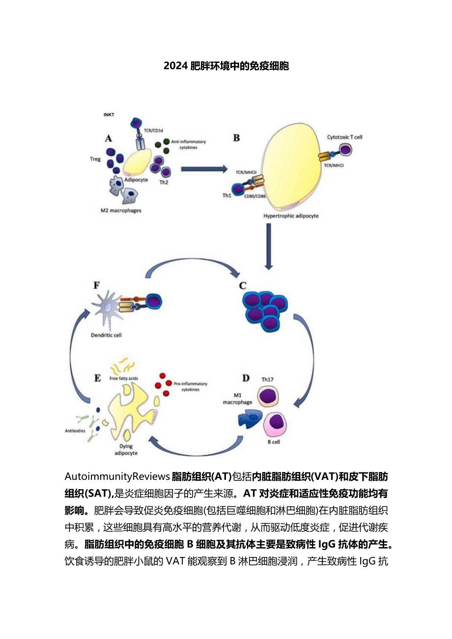 2024肥胖环境中的免疫细胞.docx_第1页