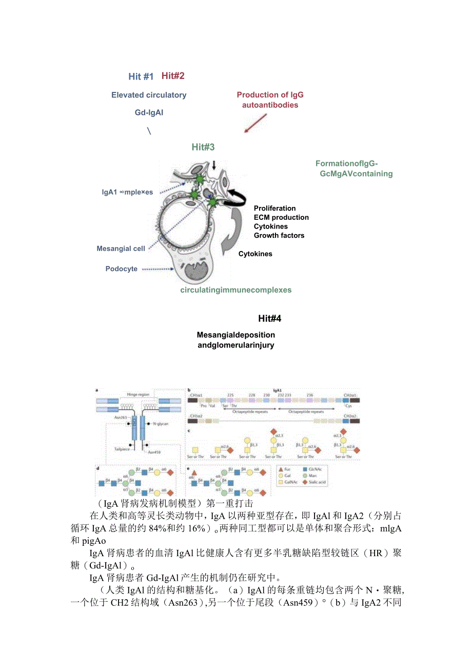 IgA肾病的免疫机制及免疫治疗与诊治研究进展.docx_第2页