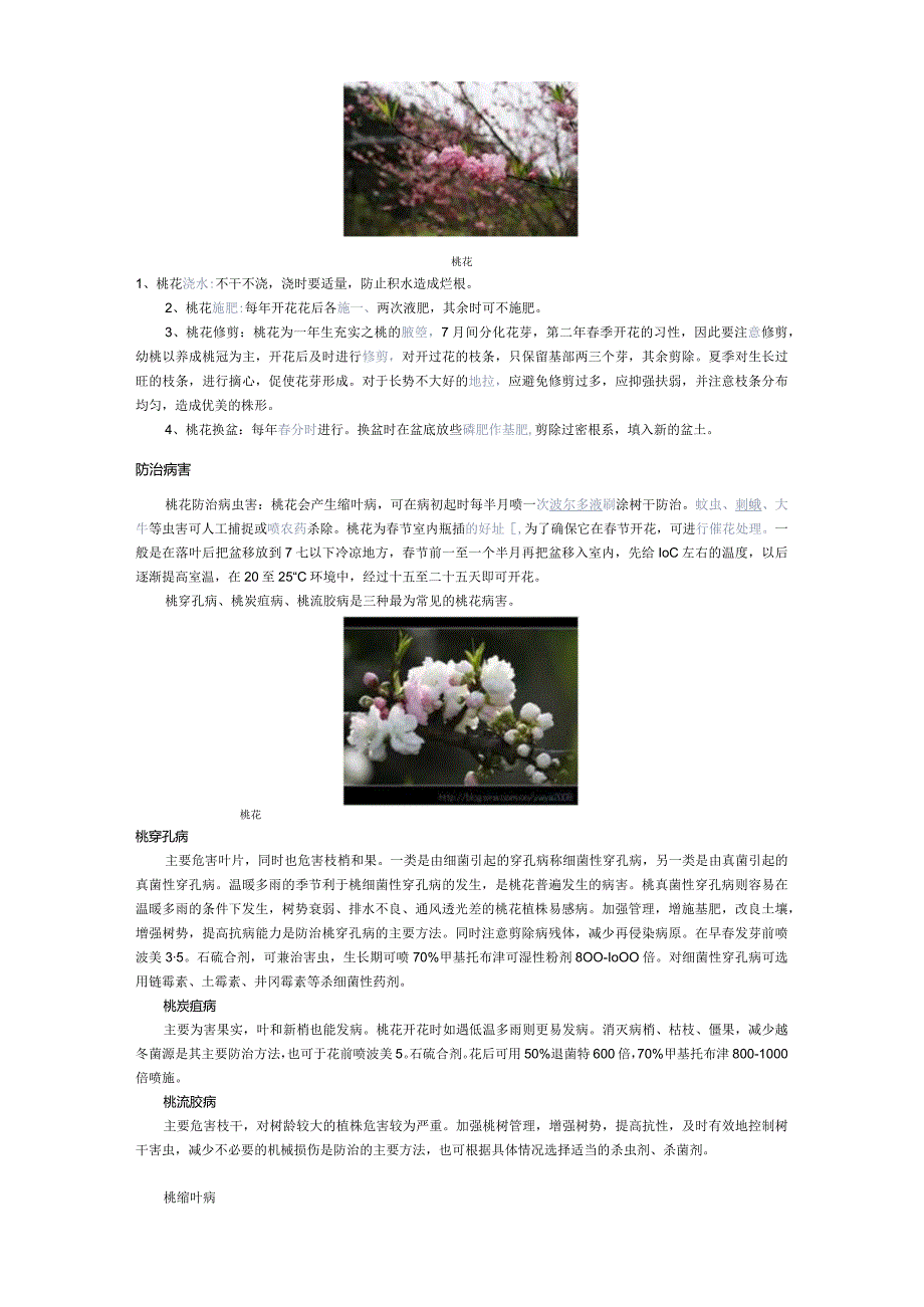 《中国药典》桃花.docx_第3页