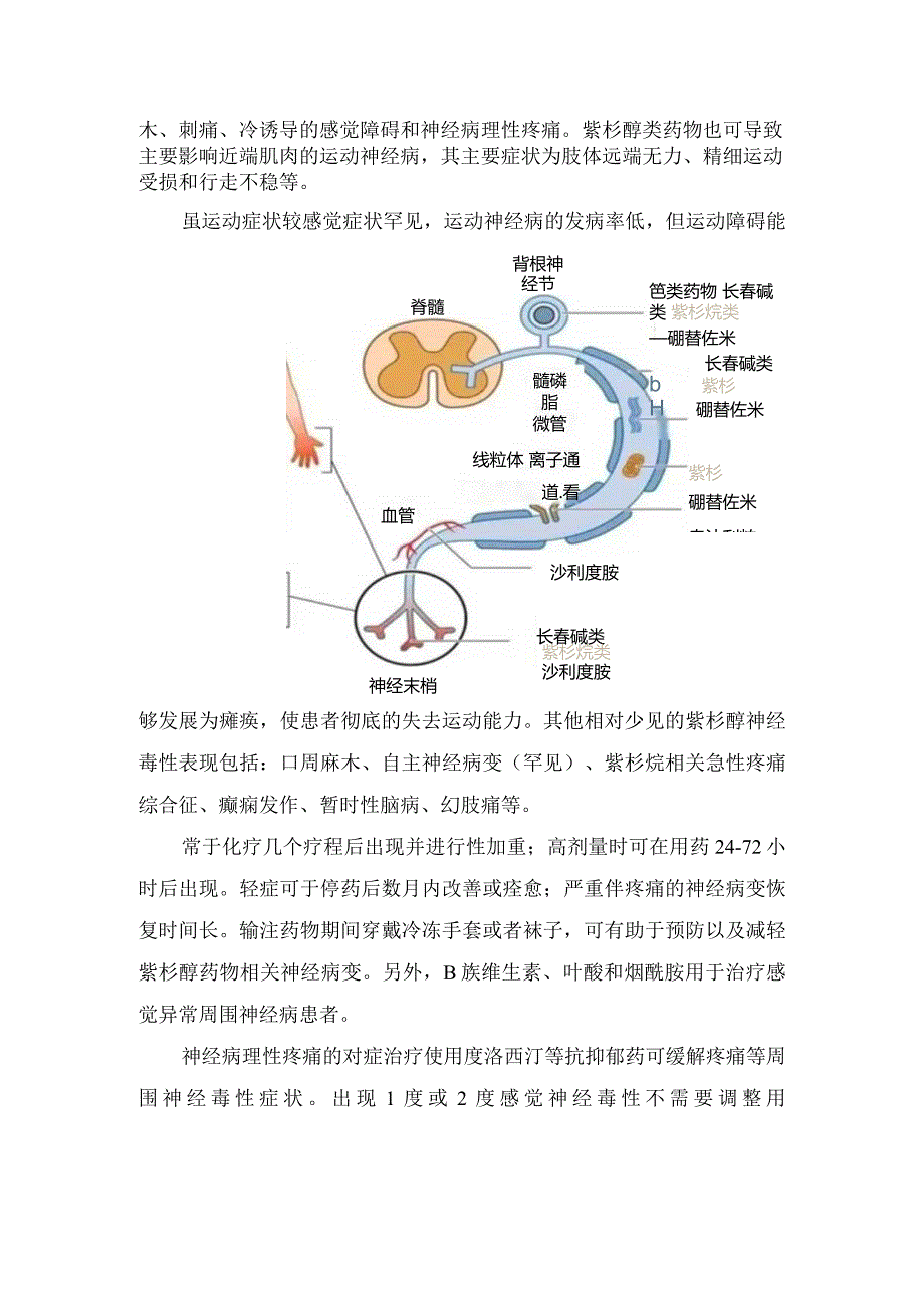 周围神经病变、骨髓抑制、皮肤毒性、疼痛、胃肠道反应、脱发、注射部位反应等白蛋白紫杉醇不良反应及应对策略.docx_第2页