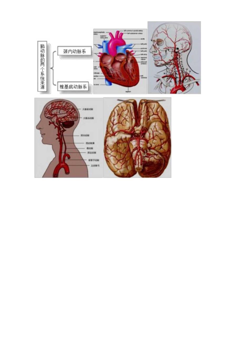 心血管内科主治医师资格笔试冲刺考点解析 (7)：相关专业知识.docx_第2页