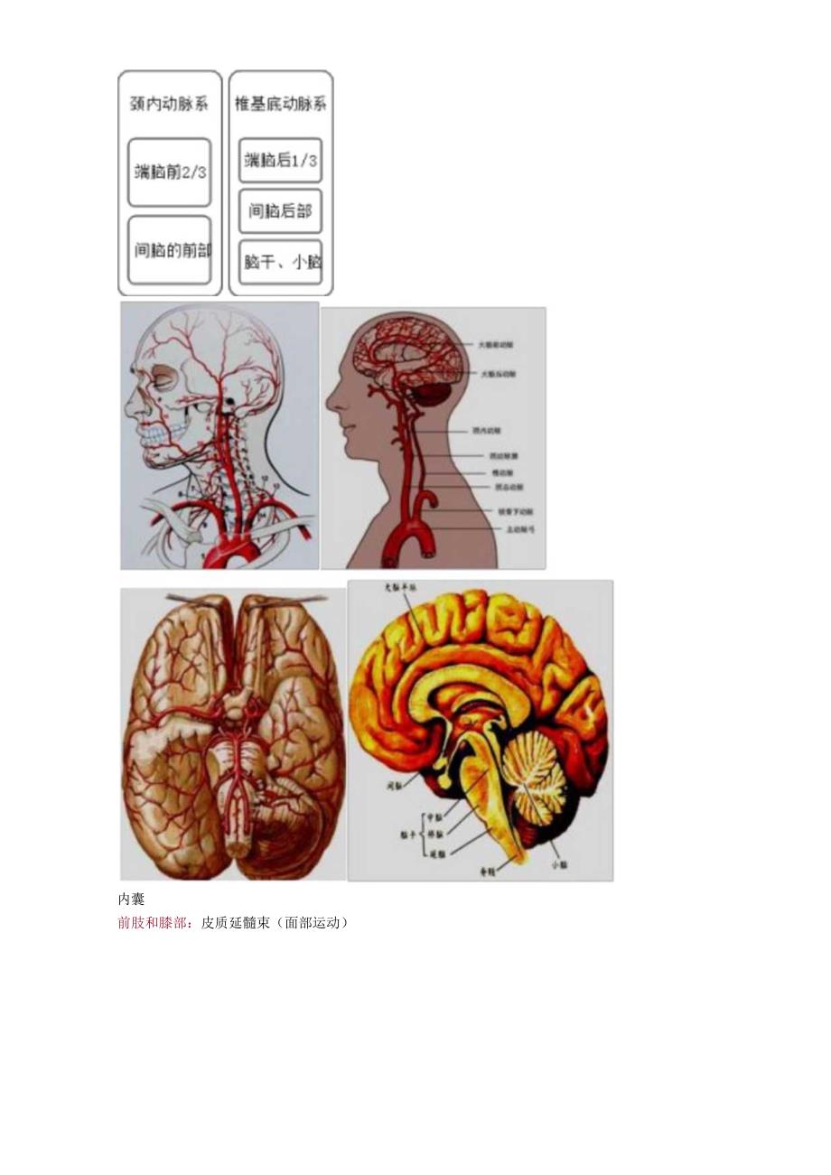 心血管内科主治医师资格笔试冲刺考点解析 (7)：相关专业知识.docx_第3页