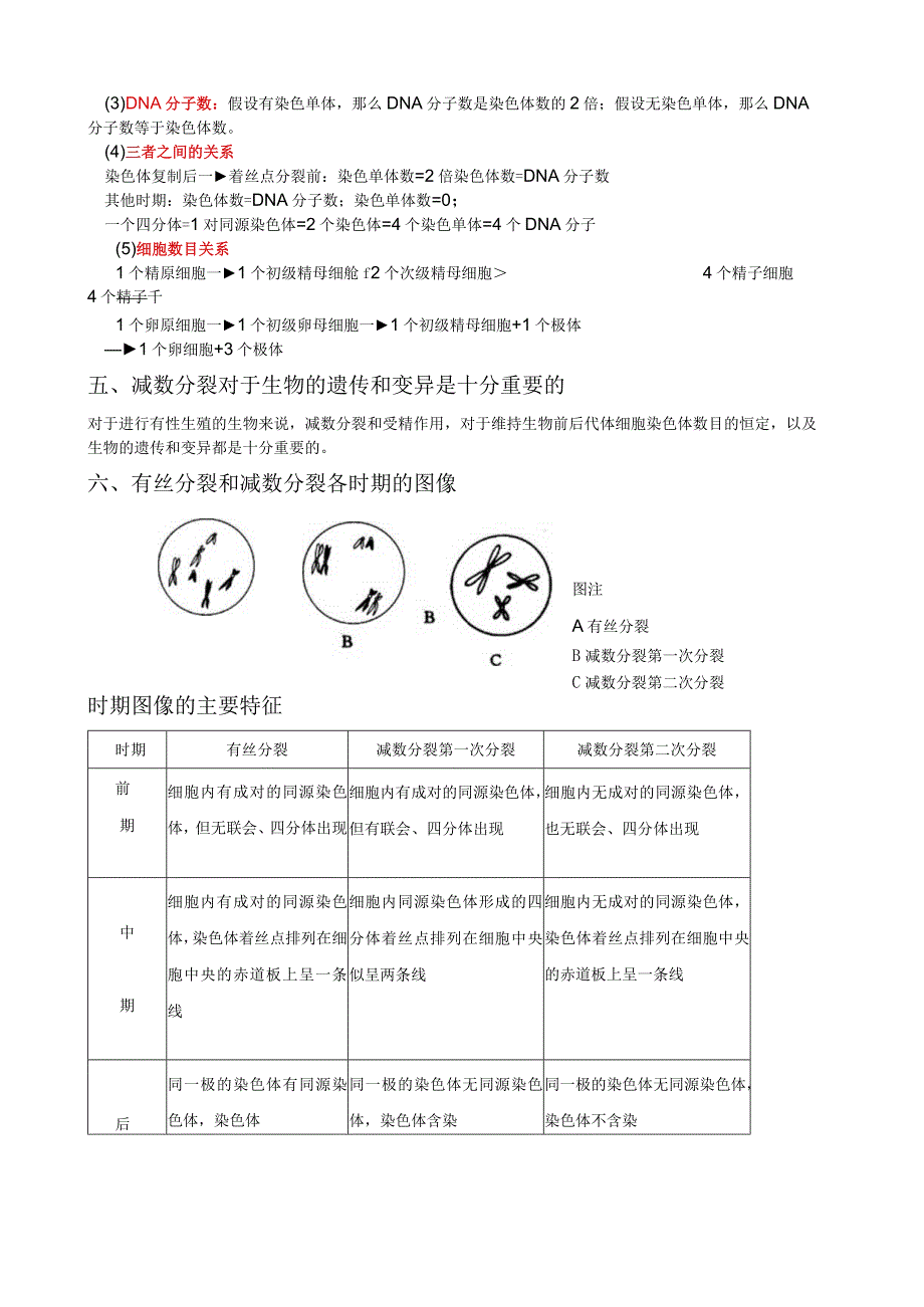 有丝分裂与减数分裂经典解析.docx_第3页