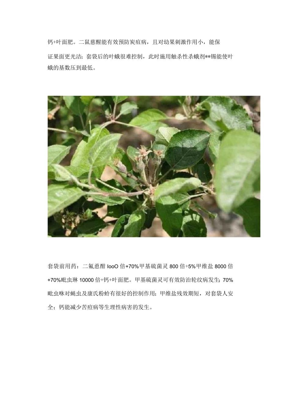 苹果园病虫害防治全年用药方案.docx_第3页