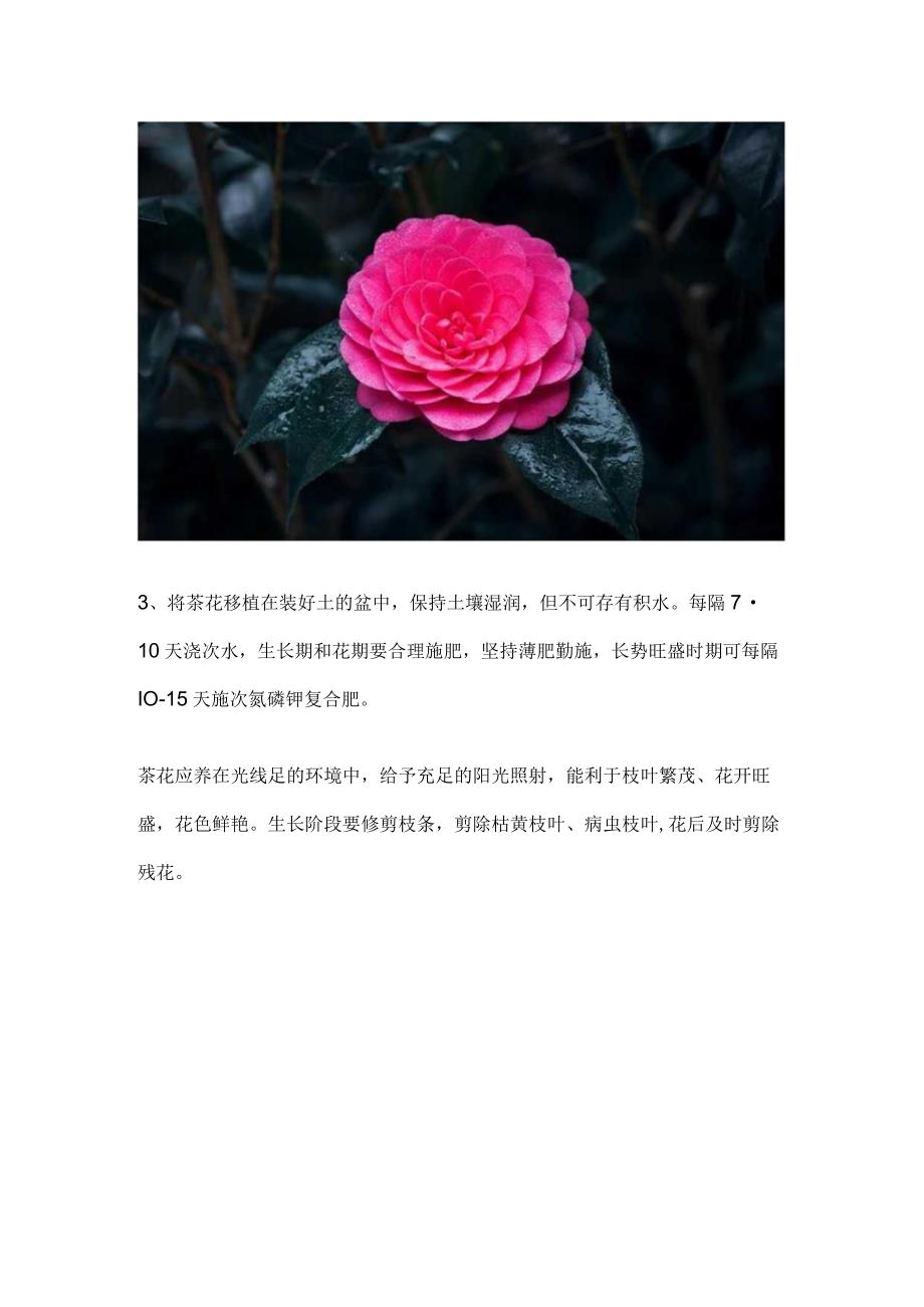 盆栽茶花怎么养.docx_第2页