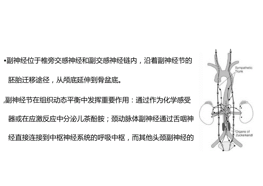 颈动脉体瘤、颈静脉球瘤的影像诊断与鉴别诊断.docx_第3页