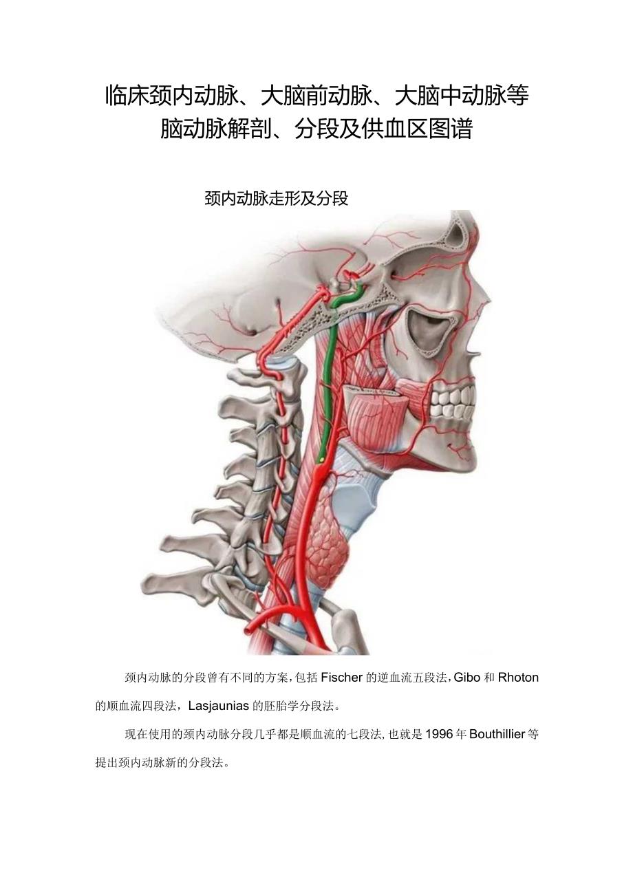 临床颈内动脉、大脑前动脉、大脑中动脉等脑动脉解剖、分段及供血区图谱.docx_第1页