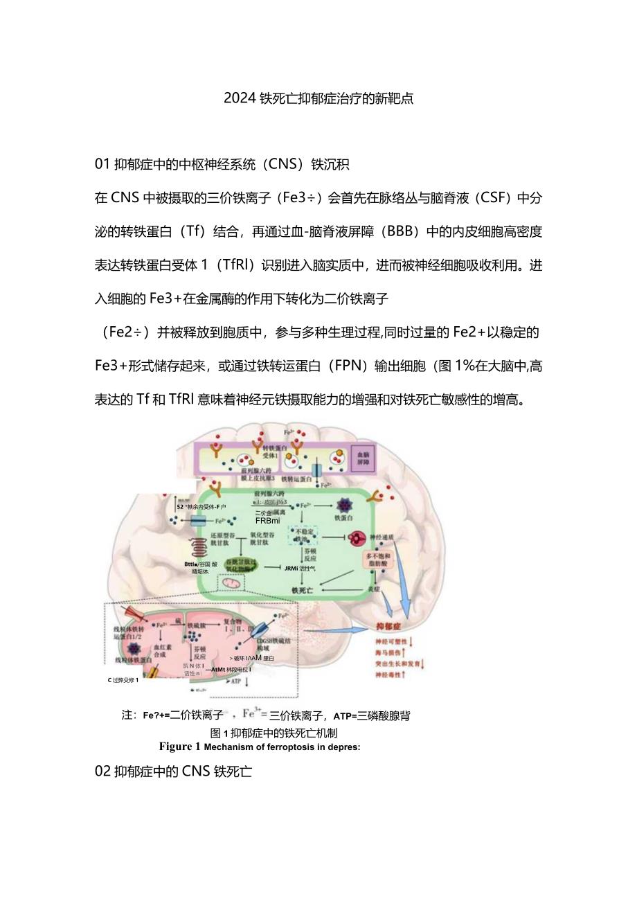 2024铁死亡抑郁症治疗的新靶点.docx_第1页