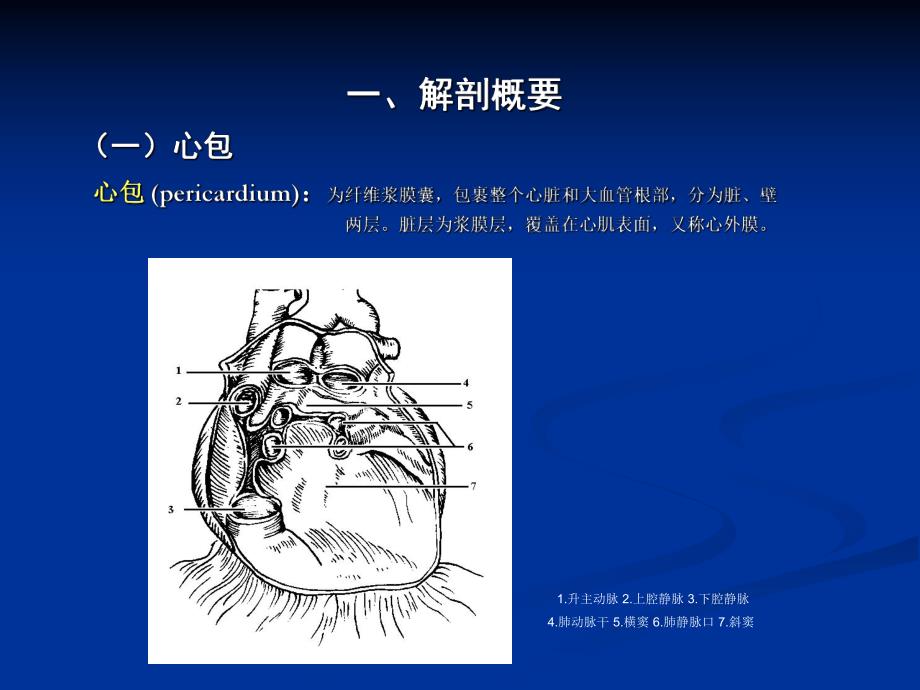 心脏彩超操作.ppt_第3页