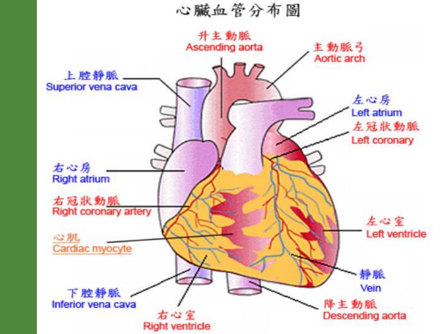 急性心肌梗死护理查房.ppt_第3页