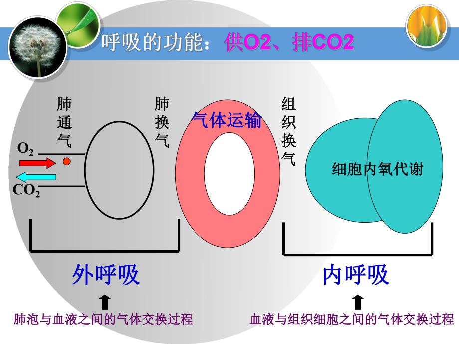 急性呼吸衰竭的诊疗与护理.ppt_第3页