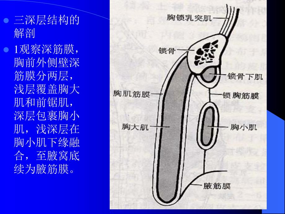 掌握腋窝位置.ppt_第3页