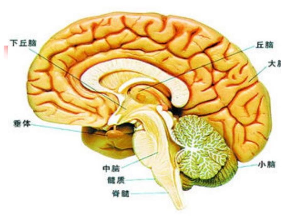 急性脑血管疾病的西医规范治疗和中医优势思考.ppt_第2页